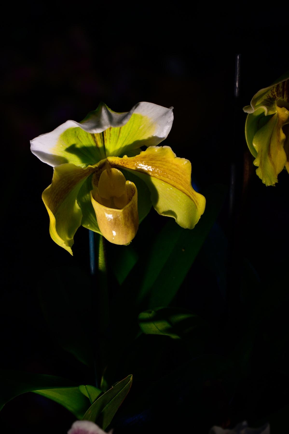 fleurs de genre