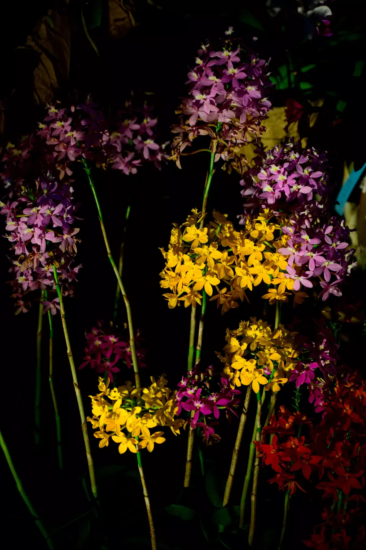 fleurs de genre